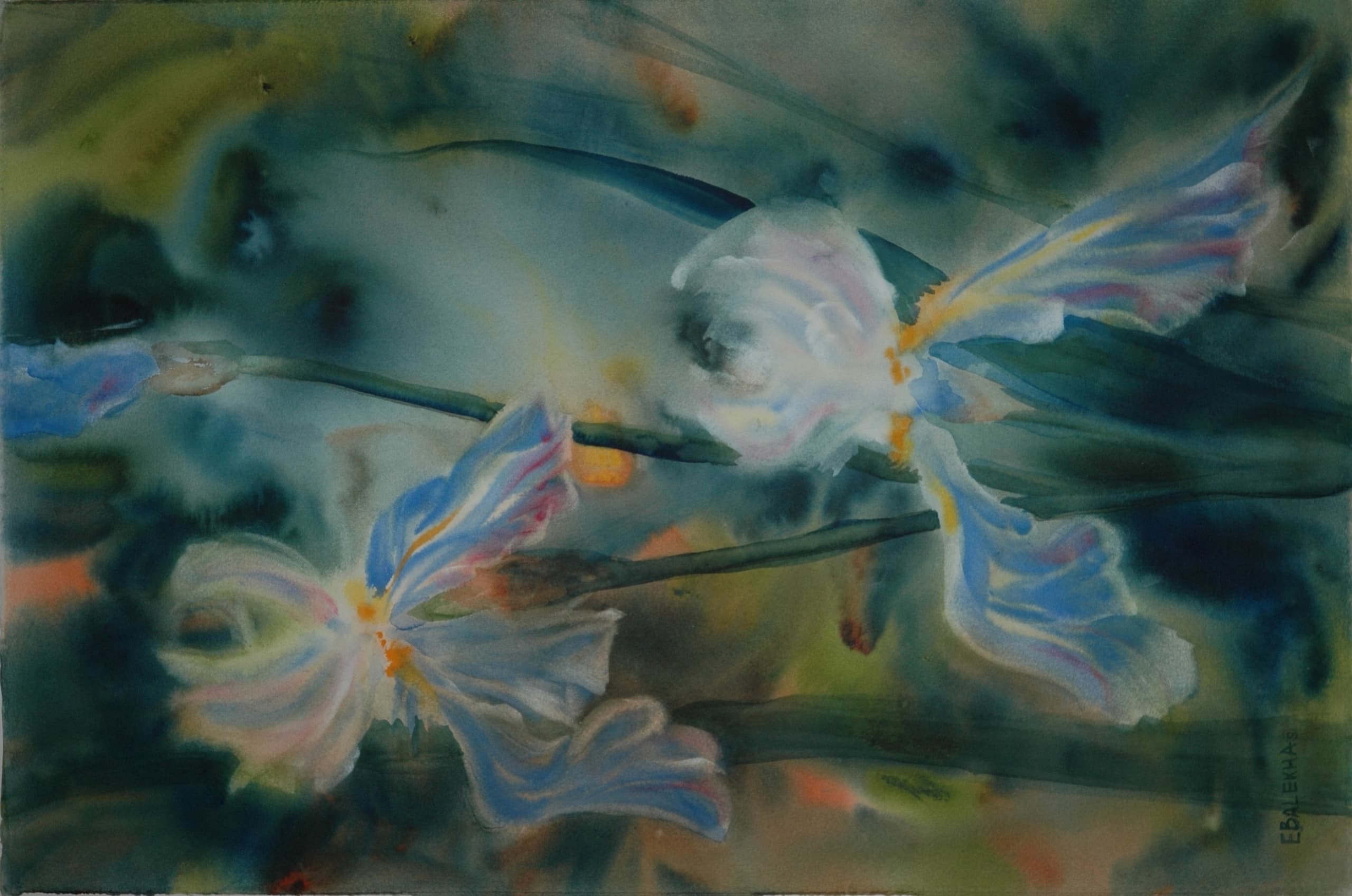 Iris III