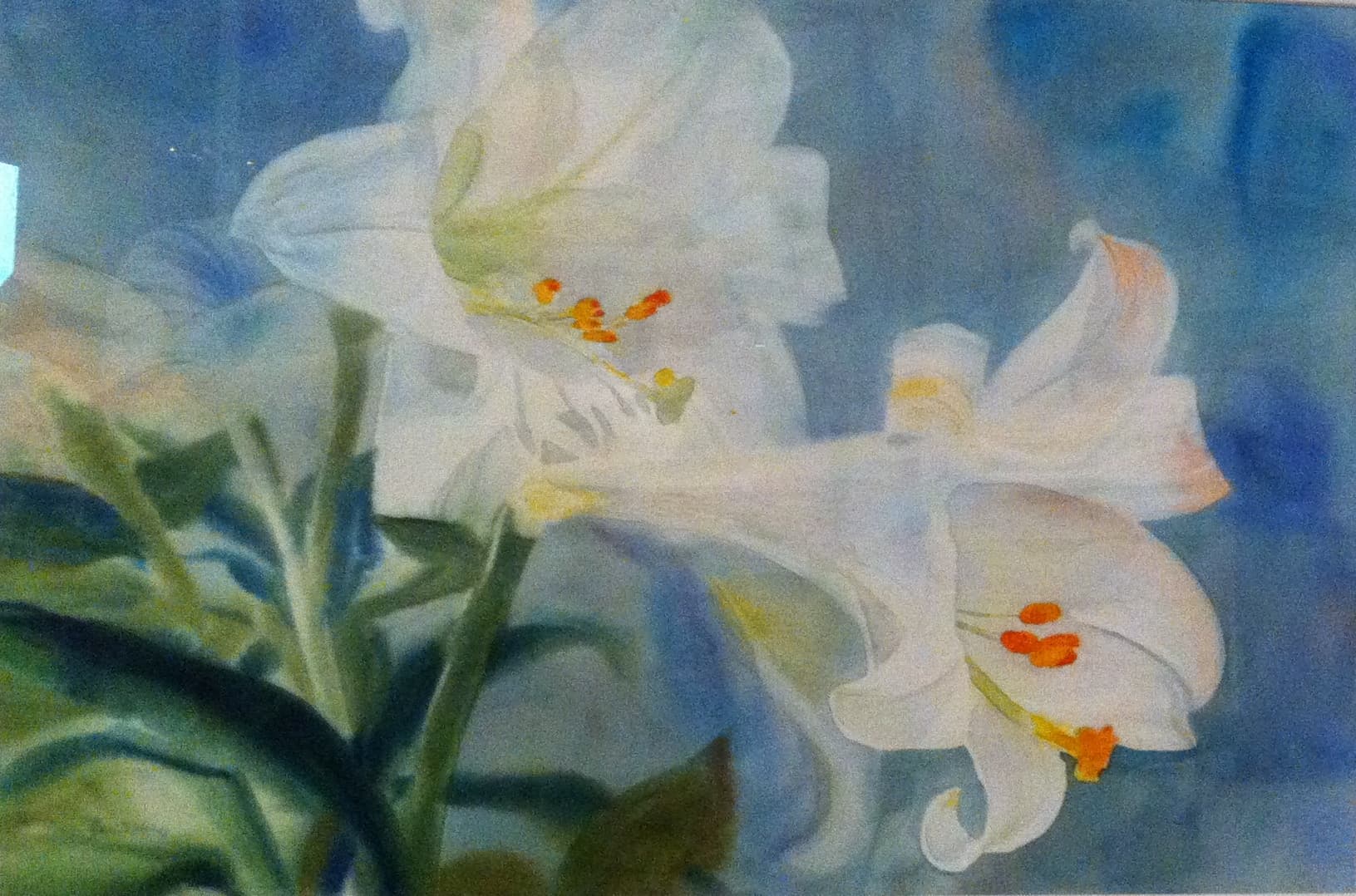 Lily