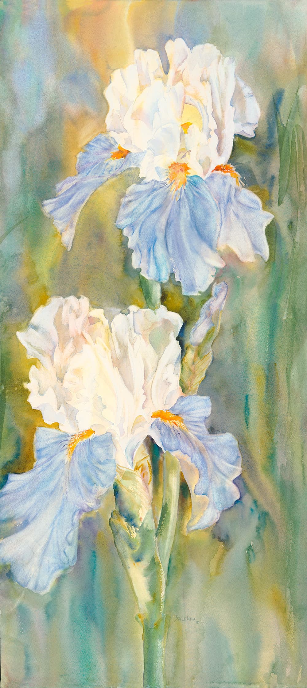 Soft Iris